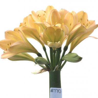 SH770 Light peachy pink Clivia miniata with medium green throat