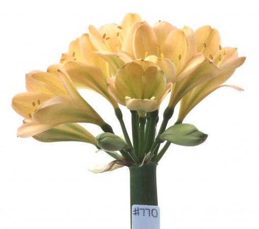 SH770 Light peachy pink Clivia miniata with medium green throat
