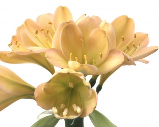 SH770 Light peachy pink Clivia miniata with medium green throat - Image 2
