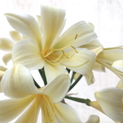 SH771 Cream Clivia miniata with recurve sepals