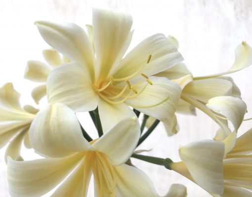 SH771 Cream Clivia miniata with recurve sepals