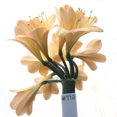 SH772 Mid to dark peachy pink Clivia miniata