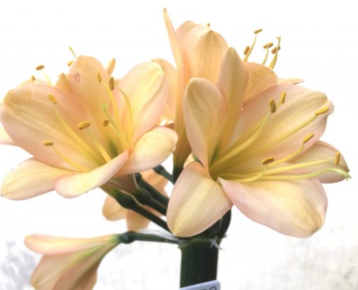 SH772 Mid to dark peachy pink Clivia miniata - Image 2