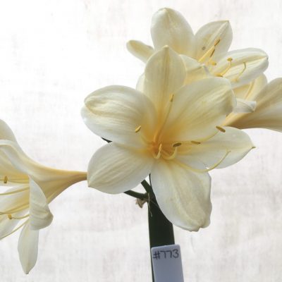 SH773 Pale cream Clivia miniata with slight recurve