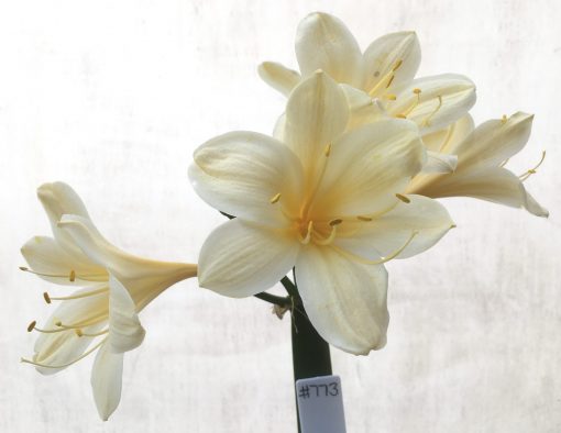 SH773 Pale cream Clivia miniata with slight recurve