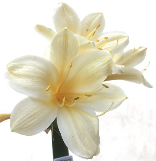 SH773 Pale cream Clivia miniata with slight recurve - Image 2