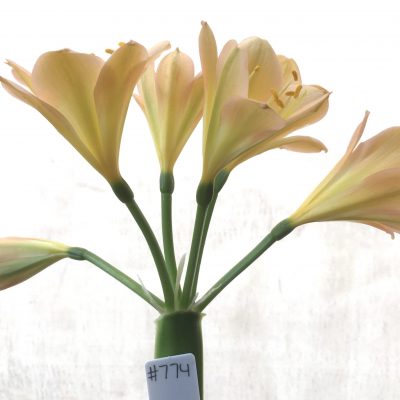 SH774 Light peach Clivia miniata with strong pink tones and showing one Multi-Petal flower