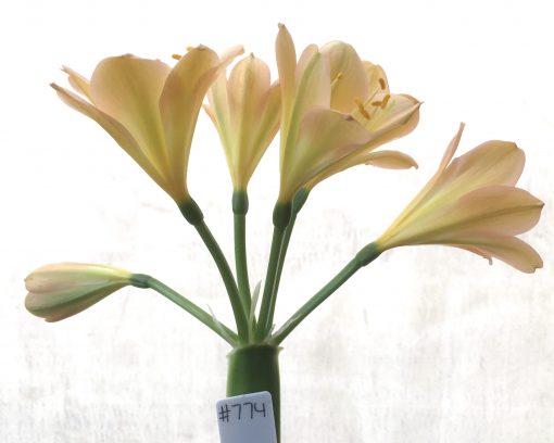 SH774 Light peach Clivia miniata with strong pink tones and showing one Multi-Petal flower