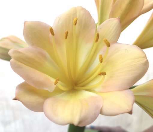 SH774 Light peach Clivia miniata with strong pink tones and showing one Multi-Petal flower - Image 2
