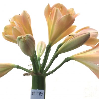 SH775 Dark peach Clivia miniata with pink tones and cream throat