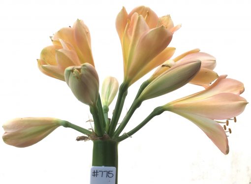 SH775 Dark peach Clivia miniata with pink tones and cream throat