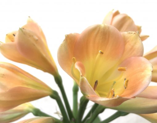SH775 Dark peach Clivia miniata with pink tones and cream throat - Image 2