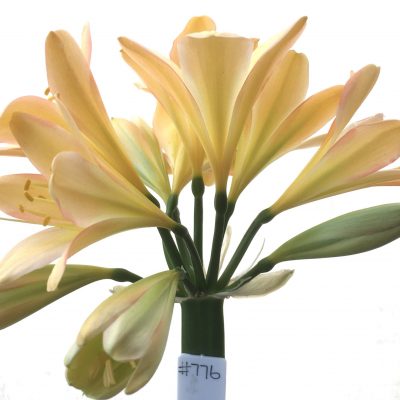SH776 Light peachy pink Clivia miniata with slight green throat