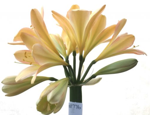 SH776 Light peachy pink Clivia miniata with slight green throat