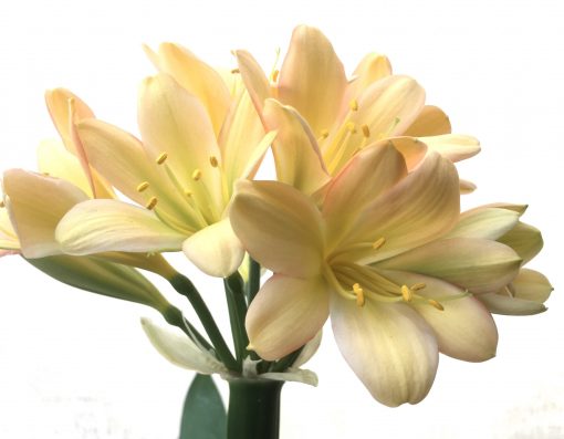 SH776 Light peachy pink Clivia miniata with slight green throat - Image 2