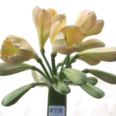 SH778 Light peach Clivia miniata with tulip shaped flowers