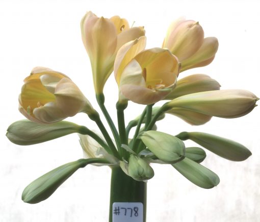 SH778 Light peach Clivia miniata with tulip shaped flowers