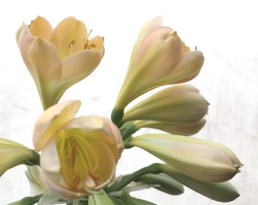 SH778 Light peach Clivia miniata with tulip shaped flowers - Image 2