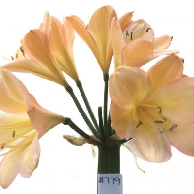 SH779 Mid peach Clivia miniata with pink edging to petals