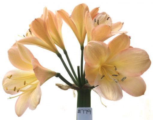 SH779 Mid peach Clivia miniata with pink edging to petals