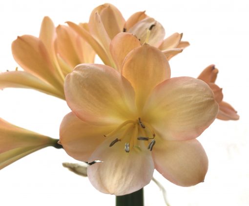 SH779 Mid peach Clivia miniata with pink edging to petals - Image 2