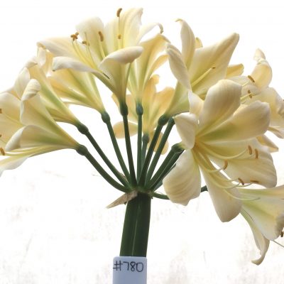 SH780 Cream/yellow Clivia miniata with slight green throat and recurve petals