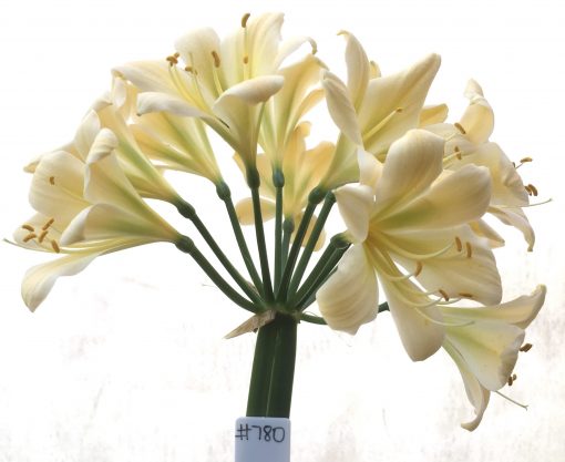 SH780 Cream/yellow Clivia miniata with slight green throat and recurve petals