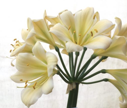 SH780 Cream/yellow Clivia miniata with slight green throat and recurve petals - Image 2