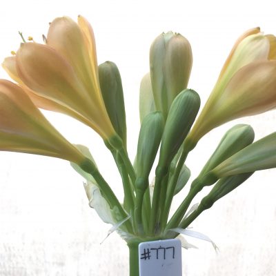 SH777 Light to mid peachy pink Clivia miniata with tulip shaped flowers