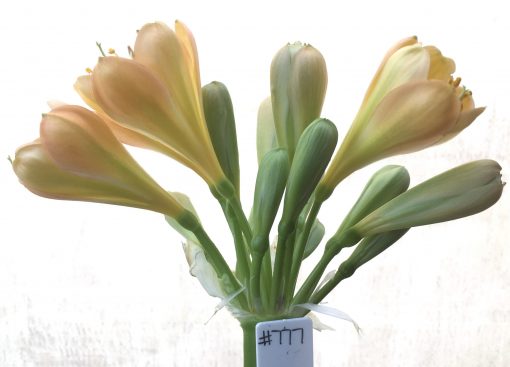 SH777 Light to mid peachy pink Clivia miniata with tulip shaped flowers