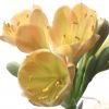 SH777 Light to mid peachy pink Clivia miniata with tulip shaped flowers - Image 2