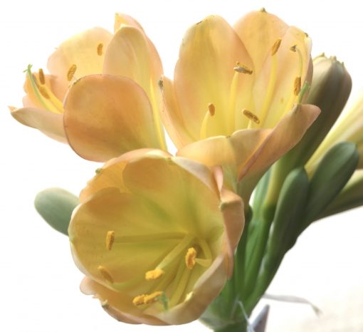 SH777 Light to mid peachy pink Clivia miniata with tulip shaped flowers - Image 2