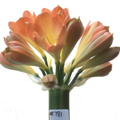 SH781 Pastel orange Clivia miniata with cream throat