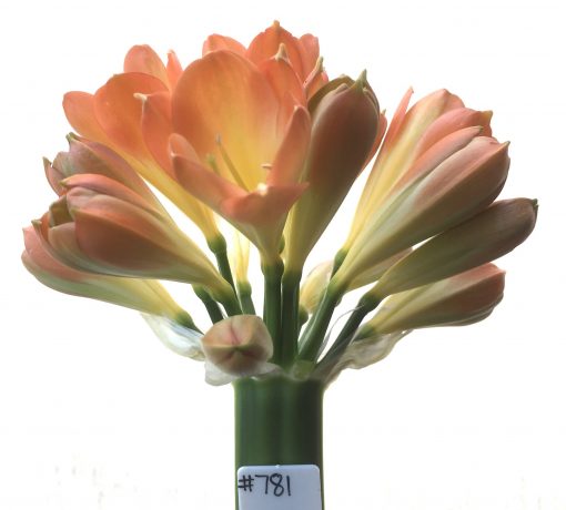 SH781 Pastel orange Clivia miniata with cream throat