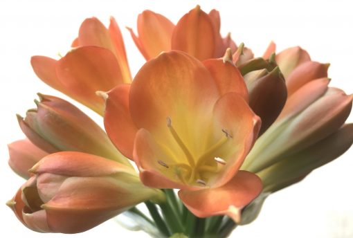 SH781 Pastel orange Clivia miniata with cream throat - Image 2