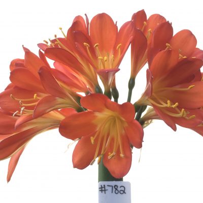 SH782 Dark orange/red Clivia miniata