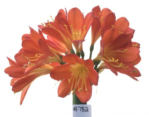 SH782 Dark orange/red Clivia miniata