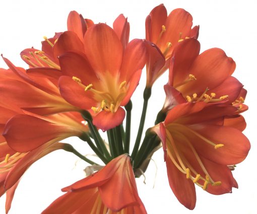 SH782 Dark orange/red Clivia miniata - Image 2