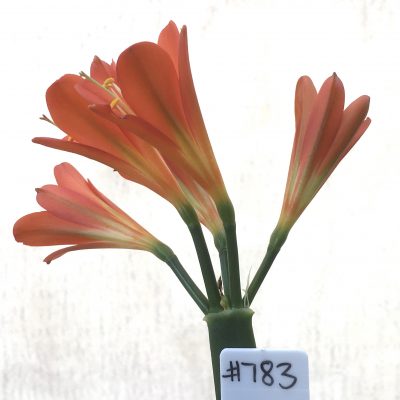 SH783 Dark orange Clivia miniata with cream throat