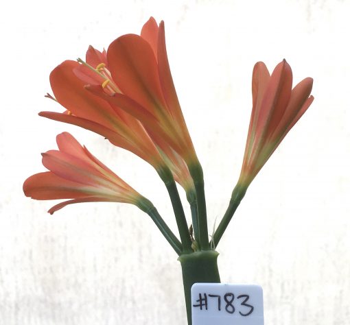 SH783 Dark orange Clivia miniata with cream throat