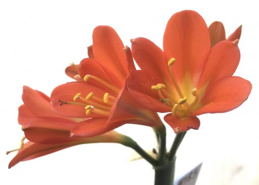 SH783 Dark orange Clivia miniata with cream throat - Image 2