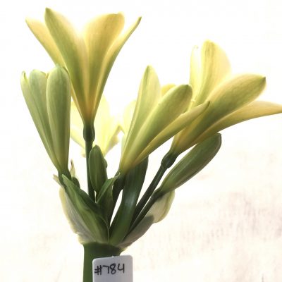 SH784 Cream Clivia miniata with lime green throat and strong chloroplasts
