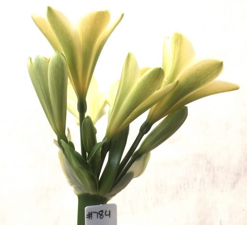 SH784 Cream Clivia miniata with lime green throat and strong chloroplasts
