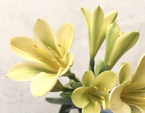 SH784 Cream Clivia miniata with lime green throat and strong chloroplasts - Image 2