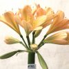 SH785 Mid to dark peach Clivia miniata with pink edging