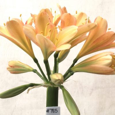 SH785 Mid to dark peach Clivia miniata with pink edging