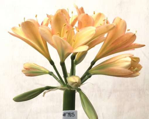 SH785 Mid to dark peach Clivia miniata with pink edging
