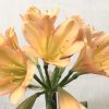 SH785 Mid to dark peach Clivia miniata with pink edging - Image 2