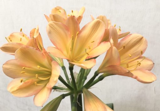 SH785 Mid to dark peach Clivia miniata with pink edging - Image 2