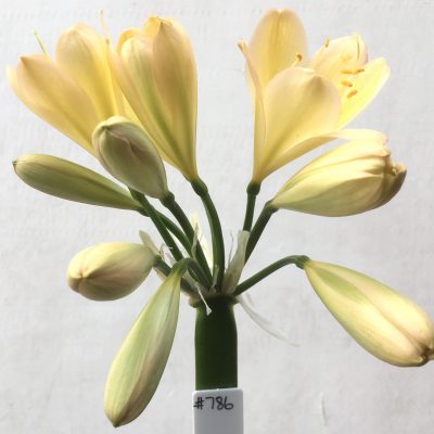 SH786 Light peach Clivia miniata with some pink edging